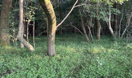 Photo #21 of Off Hwy 903, Albertson, NC 24.2 acres