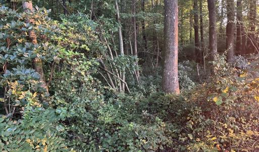 Photo #22 of Off Hwy 903, Albertson, NC 24.2 acres