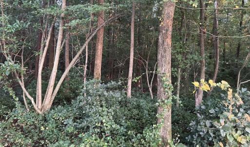 Photo #23 of Off Hwy 903, Albertson, NC 24.2 acres
