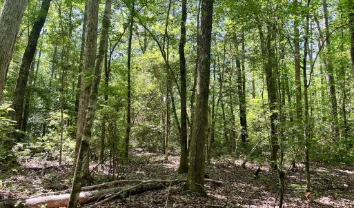 Photo #11 of 624 Dismal Road, Hallsboro, NC 32.2 acres