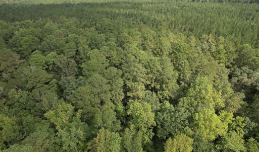 Photo #12 of 624 Dismal Road, Hallsboro, NC 32.2 acres