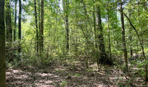Photo #15 of 624 Dismal Road, Hallsboro, NC 32.2 acres