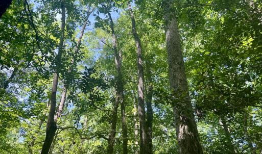 Photo #16 of 624 Dismal Road, Hallsboro, NC 32.2 acres