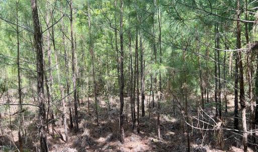 Photo #18 of 624 Dismal Road, Hallsboro, NC 32.2 acres