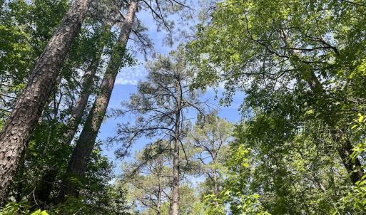 Photo #19 of 624 Dismal Road, Hallsboro, NC 32.2 acres