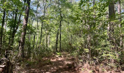 Photo #20 of 624 Dismal Road, Hallsboro, NC 32.2 acres