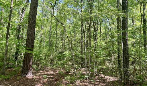 Photo #5 of 624 Dismal Road, Hallsboro, NC 32.2 acres