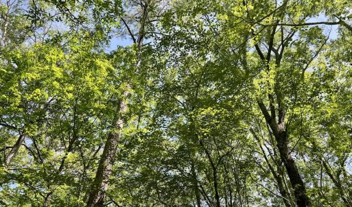 Photo #26 of 624 Dismal Road, Hallsboro, NC 32.2 acres
