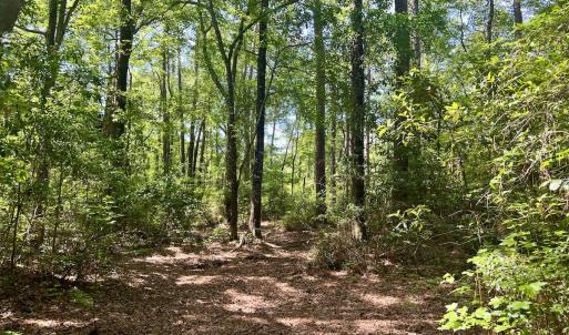 Photo #27 of 624 Dismal Road, Hallsboro, NC 32.2 acres