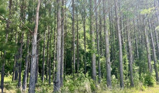 Photo #28 of 624 Dismal Road, Hallsboro, NC 32.2 acres