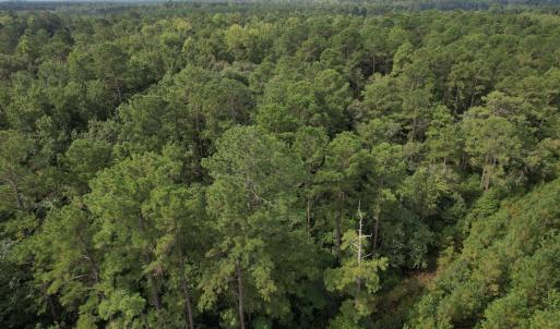 Photo #31 of 624 Dismal Road, Hallsboro, NC 32.2 acres