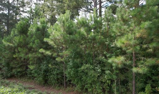 Photo #32 of 624 Dismal Road, Hallsboro, NC 32.2 acres
