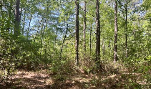 Photo #34 of 624 Dismal Road, Hallsboro, NC 32.2 acres