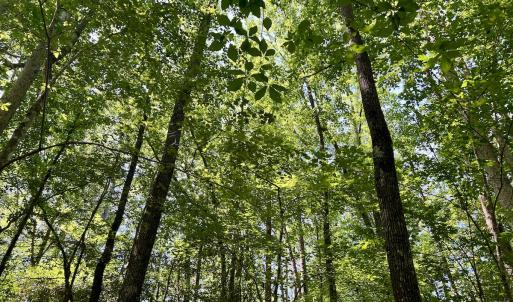 Photo #35 of 624 Dismal Road, Hallsboro, NC 32.2 acres