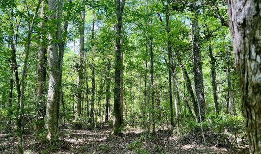 Photo #36 of 624 Dismal Road, Hallsboro, NC 32.2 acres