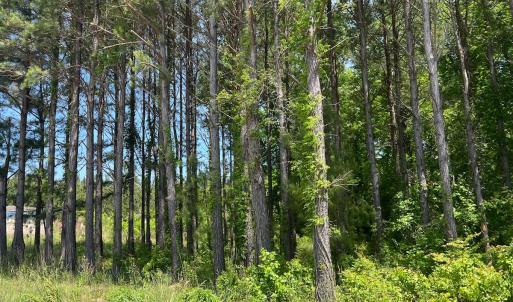 Photo #37 of 624 Dismal Road, Hallsboro, NC 32.2 acres