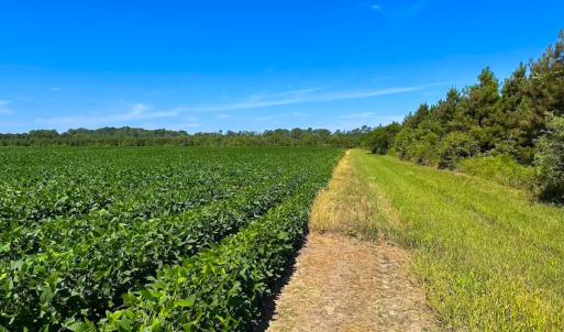 Photo #2 of 132 Acres Beale Rd, Newsoms, VA 132.0 acres