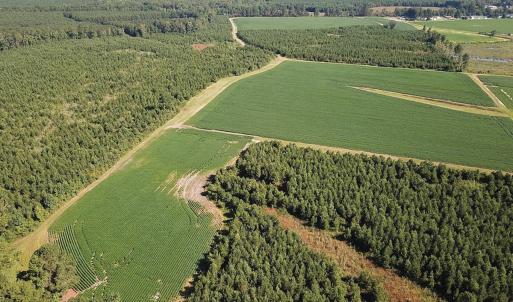 Photo #5 of 132 Acres Beale Rd, Newsoms, VA 132.0 acres