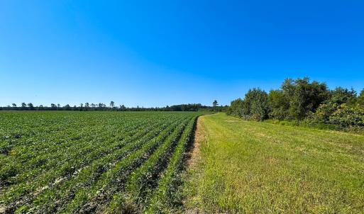 Photo #8 of 132 Acres Beale Rd, Newsoms, VA 132.0 acres