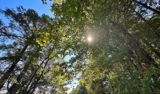 Photo #11 of 132 Acres Beale Rd, Newsoms, VA 132.0 acres