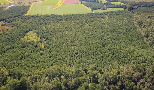 Photo #12 of 132 Acres Beale Rd, Newsoms, VA 132.0 acres