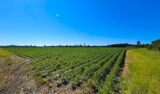 Photo #13 of 132 Acres Beale Rd, Newsoms, VA 132.0 acres