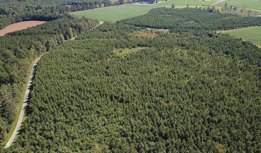 Photo #14 of 132 Acres Beale Rd, Newsoms, VA 132.0 acres