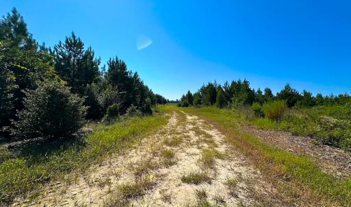 Photo #17 of 132 Acres Beale Rd, Newsoms, VA 132.0 acres