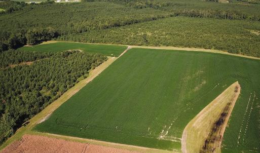 Photo #18 of 132 Acres Beale Rd, Newsoms, VA 132.0 acres