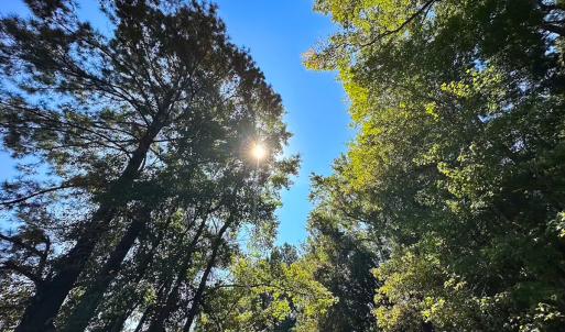 Photo #19 of 132 Acres Beale Rd, Newsoms, VA 132.0 acres