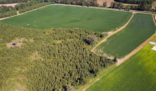 Photo #20 of 132 Acres Beale Rd, Newsoms, VA 132.0 acres