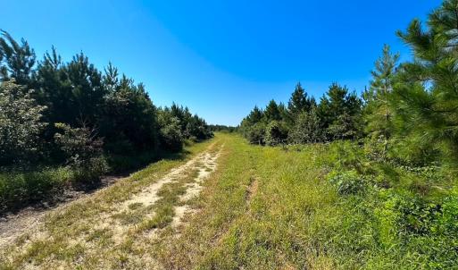 Photo #25 of 132 Acres Beale Rd, Newsoms, VA 132.0 acres