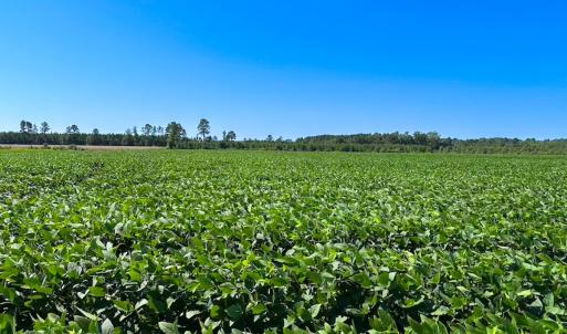 Photo #36 of 132 Acres Beale Rd, Newsoms, VA 132.0 acres