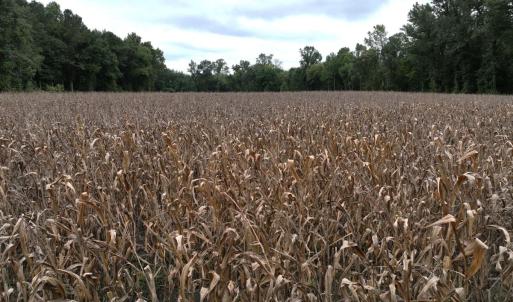 Photo #30 of Off Stocking Head Road, Rose Hills, NC 74.8 acres