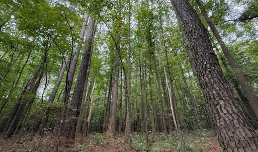 Photo #31 of Off Stocking Head Road, Rose Hills, NC 74.8 acres