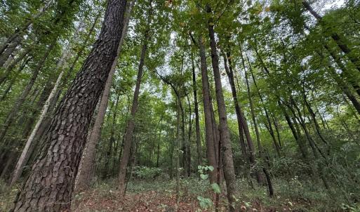 Photo #32 of Off Stocking Head Road, Rose Hills, NC 74.8 acres