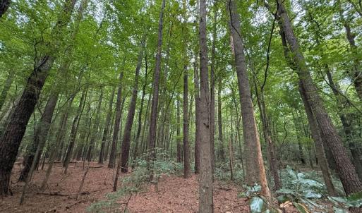 Photo #33 of Off Stocking Head Road, Rose Hills, NC 74.8 acres