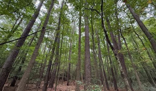 Photo #34 of Off Stocking Head Road, Rose Hills, NC 74.8 acres