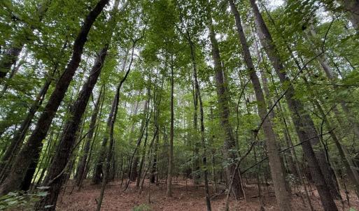 Photo #35 of Off Stocking Head Road, Rose Hills, NC 74.8 acres