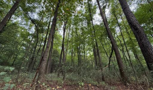 Photo #36 of Off Stocking Head Road, Rose Hills, NC 74.8 acres