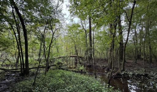 Photo #37 of Off Stocking Head Road, Rose Hills, NC 74.8 acres