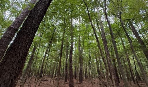 Photo #38 of Off Stocking Head Road, Rose Hills, NC 74.8 acres