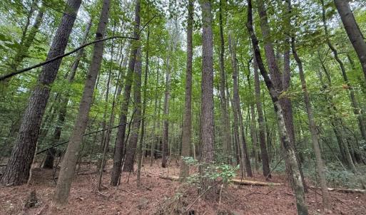 Photo #40 of Off Stocking Head Road, Rose Hills, NC 74.8 acres