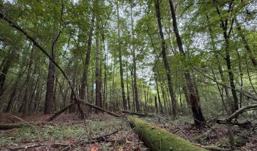 Photo #41 of Off Stocking Head Road, Rose Hills, NC 74.8 acres