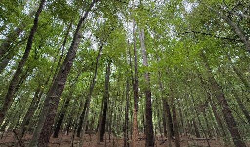 Photo #42 of Off Stocking Head Road, Rose Hills, NC 74.8 acres