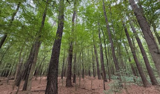 Photo #43 of Off Stocking Head Road, Rose Hills, NC 74.8 acres