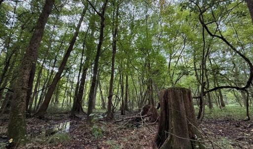 Photo #45 of Off Stocking Head Road, Rose Hills, NC 74.8 acres