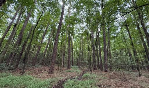 Photo #46 of Off Stocking Head Road, Rose Hills, NC 74.8 acres