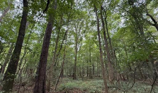 Photo #47 of Off Stocking Head Road, Rose Hills, NC 74.8 acres