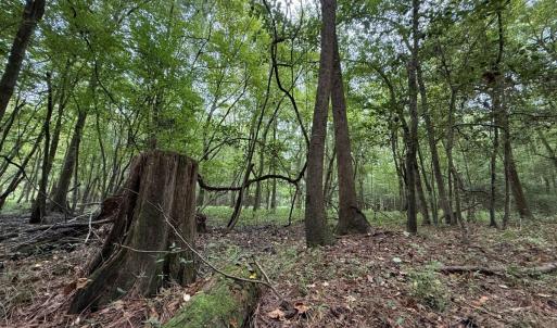 Photo #48 of Off Stocking Head Road, Rose Hills, NC 74.8 acres